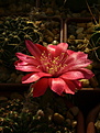 Нажмите на изображение для увеличения.

Название:	Echinopsis arachnacantha “Torrecillasensis”.jpg
Просмотров:	151
Размер:	176.6 Кб
ID:	368836