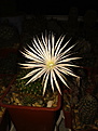 Нажмите на изображение для увеличения.

Название:	Echinopsis mirabilis VG 346a.jpg
Просмотров:	136
Размер:	139.6 Кб
ID:	368837