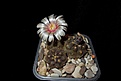 Нажмите на изображение для увеличения.

Название:	Gymnocalycium sp.JPG
Просмотров:	199
Размер:	195.1 Кб
ID:	368910
