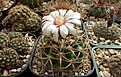 Нажмите на изображение для увеличения.

Название:	Gymnocalycium mostii ssp miradorense.JPG
Просмотров:	144
Размер:	333.5 Кб
ID:	368911