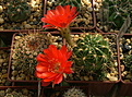 Нажмите на изображение для увеличения.

Название:	Echinopsis hertrichiana .jpg
Просмотров:	201
Размер:	245.3 Кб
ID:	368943