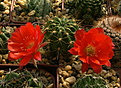 Нажмите на изображение для увеличения.

Название:	Echinopsis hertrichiana.jpg
Просмотров:	192
Размер:	237.2 Кб
ID:	368944