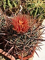 Нажмите на изображение для увеличения.

Название:	F.chrysacanthus(MG 416.71- from dark red spined plants).JPG
Просмотров:	199
Размер:	486.2 Кб
ID:	368981