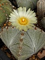 Нажмите на изображение для увеличения.

Название:	Astrophytum myriostigma.JPG
Просмотров:	121
Размер:	172.7 Кб
ID:	368985