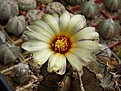 Нажмите на изображение для увеличения.

Название:	Astrophytum capricorne.JPG
Просмотров:	183
Размер:	117.4 Кб
ID:	368987