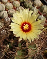 Нажмите на изображение для увеличения.

Название:	Astrophytum senile.JPG
Просмотров:	160
Размер:	136.3 Кб
ID:	368988