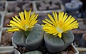 Нажмите на изображение для увеличения.

Название:	Lithops pseudotruncatella v.archerae C 306.JPG
Просмотров:	380
Размер:	117.0 Кб
ID:	368989