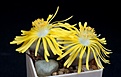 Нажмите на изображение для увеличения.

Название:	Lithops p-truncatella v.archerae C 306.JPG
Просмотров:	373
Размер:	113.9 Кб
ID:	368990