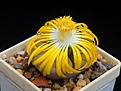 Нажмите на изображение для увеличения.

Название:	Lithops gracilidelineata v.brandbergenensis C 383.JPG
Просмотров:	415
Размер:	93.5 Кб
ID:	368991