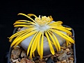 Нажмите на изображение для увеличения.

Название:	Lithops pseudotruncatella v.groendrayensis `Witkop` C 246.JPG
Просмотров:	366
Размер:	107.1 Кб
ID:	368992