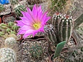 Нажмите на изображение для увеличения.

Название:	Echinocereus palmery.jpg
Просмотров:	136
Размер:	294.5 Кб
ID:	368999