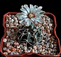 Нажмите на изображение для увеличения.

Название:	Gymnocalycium intertextum.JPG
Просмотров:	131
Размер:	214.0 Кб
ID:	369004