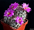 Нажмите на изображение для увеличения.

Название:	Mammillaria (Bartschella) schumannii v. globosa.JPG
Просмотров:	127
Размер:	237.8 Кб
ID:	369007