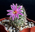 Нажмите на изображение для увеличения.

Название:	Mammillaria blossfeldiana.JPG
Просмотров:	137
Размер:	199.8 Кб
ID:	369009