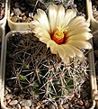 Нажмите на изображение для увеличения.

Название:	Coryphantha  compacta GL67  (2).JPG
Просмотров:	134
Размер:	79.4 Кб
ID:	369014