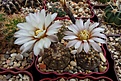 Нажмите на изображение для увеличения.

Название:	Gymnocalycium ragonesei.JPG
Просмотров:	111
Размер:	314.2 Кб
ID:	369062