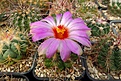 Нажмите на изображение для увеличения.

Название:	Thelocactus bicolor.JPG
Просмотров:	109
Размер:	360.6 Кб
ID:	369064