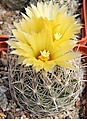 Нажмите на изображение для увеличения.

Название:	Coryphantha echinus SB377...JPG
Просмотров:	326
Размер:	83.6 Кб
ID:	369137