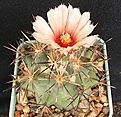 Нажмите на изображение для увеличения.

Название:	Coryphantha  scherii SB260.JPG
Просмотров:	321
Размер:	69.5 Кб
ID:	369138