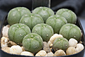 Нажмите на изображение для увеличения.

Название:	L. williamsii_Silvano Nursery, Italy.jpg
Просмотров:	494
Размер:	248.0 Кб
ID:	369187