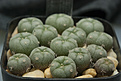 Нажмите на изображение для увеличения.

Название:	L. williamsii_BJ544_North of Arteaga, Coahuila, Mexico.jpg
Просмотров:	576
Размер:	293.2 Кб
ID:	369188