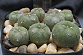 Нажмите на изображение для увеличения.

Название:	L. williamsii_VZD194_Las Coloradas, Coahuila, Mexico.jpg
Просмотров:	497
Размер:	254.3 Кб
ID:	369189