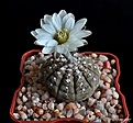 Нажмите на изображение для увеличения.

Название:	Gymnocalycium ragonesii.JPG
Просмотров:	131
Размер:	169.7 Кб
ID:	369205