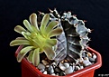 Нажмите на изображение для увеличения.

Название:	Gymnocalycium mihanovichii v.stenogonum.JPG
Просмотров:	138
Размер:	193.2 Кб
ID:	369207