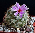 Нажмите на изображение для увеличения.

Название:	Mammillaria schumannii v.globosa.JPG
Просмотров:	128
Размер:	229.8 Кб
ID:	369208