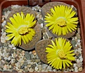 Нажмите на изображение для увеличения.

Название:	Lithops_schwantesii_gebseri_C165_9y.JPG
Просмотров:	358
Размер:	98.7 Кб
ID:	369274