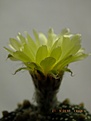 Нажмите на изображение для увеличения.

Название:	Astrophytum asterias.jpg
Просмотров:	131
Размер:	102.7 Кб
ID:	369285