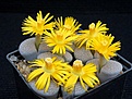 Нажмите на изображение для увеличения.

Название:	L. fulviceps v.lactinea C222.JPG
Просмотров:	396
Размер:	118.3 Кб
ID:	369402