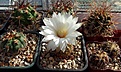 Нажмите на изображение для увеличения.

Название:	Gymnocalycium mesopotamicum.JPG
Просмотров:	137
Размер:	336.0 Кб
ID:	369450