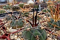 Нажмите на изображение для увеличения.

Название:	Gymnocalycium cardenasianum v. armatum.JPG
Просмотров:	133
Размер:	359.3 Кб
ID:	369479