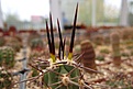 Нажмите на изображение для увеличения.

Название:	Trichocereus litoralis.JPG
Просмотров:	132
Размер:	329.4 Кб
ID:	369480