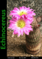 Нажмите на изображение для увеличения.

Название:	Echinocereus1.png
Просмотров:	154
Размер:	302.4 Кб
ID:	369519