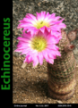 Нажмите на изображение для увеличения.

Название:	Echinocereus1.png
Просмотров:	143
Размер:	302.4 Кб
ID:	369519