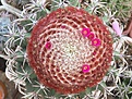Нажмите на изображение для увеличения.

Название:	Melocactus canescens HU473.JPG
Просмотров:	185
Размер:	469.0 Кб
ID:	369521