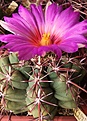 Нажмите на изображение для увеличения.

Название:	Thelocactus  heterochromus (2).JPG
Просмотров:	201
Размер:	262.4 Кб
ID:	369522