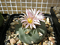 Нажмите на изображение для увеличения.

Название:	Lophophora fricii v. decipiens.jpg
Просмотров:	186
Размер:	379.4 Кб
ID:	369523