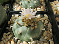Нажмите на изображение для увеличения.

Название:	Lophophora williamsii.jpg
Просмотров:	195
Размер:	340.0 Кб
ID:	369524