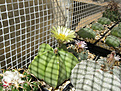 Нажмите на изображение для увеличения.

Название:	Astrophytum myriostigma nudum.jpg
Просмотров:	188
Размер:	368.0 Кб
ID:	369526
