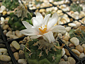 Нажмите на изображение для увеличения.

Название:	Turbinicarpus lophophoroides.jpg
Просмотров:	186
Размер:	349.2 Кб
ID:	369527