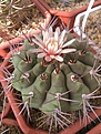 Нажмите на изображение для увеличения.

Название:	Gymnocalycium bayrianum,  La Candelaria,Salta 1535m.JPG
Просмотров:	169
Размер:	439.5 Кб
ID:	369540