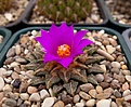 Нажмите на изображение для увеличения.

Название:	Ariocarpus kotschoubeyanus.JPG
Просмотров:	192
Размер:	433.9 Кб
ID:	369567