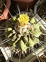 Нажмите на изображение для увеличения.

Название:	Copiapoa dealbata PV2045.JPG
Просмотров:	177
Размер:	474.0 Кб
ID:	369600