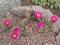 Нажмите на изображение для увеличения.

Название:	Opuntia fussen espoo.jpg
Просмотров:	348
Размер:	161.0 Кб
ID:	369620