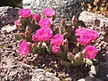 Нажмите на изображение для увеличения.

Название:	Opuntia fussen espoo2.jpg
Просмотров:	342
Размер:	133.6 Кб
ID:	369621