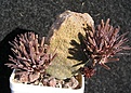 Нажмите на изображение для увеличения.

Название:	Pseudolithos 1.JPG
Просмотров:	303
Размер:	58.6 Кб
ID:	369635