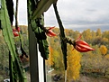 Нажмите на изображение для увеличения.

Название:	IMG_4193 (1000x750).jpg
Просмотров:	392
Размер:	343.9 Кб
ID:	369639